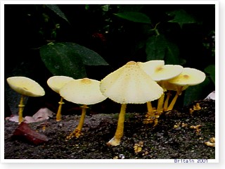 �؉A�̃L�m�R