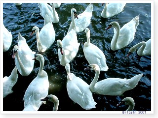 �n�N�`���E