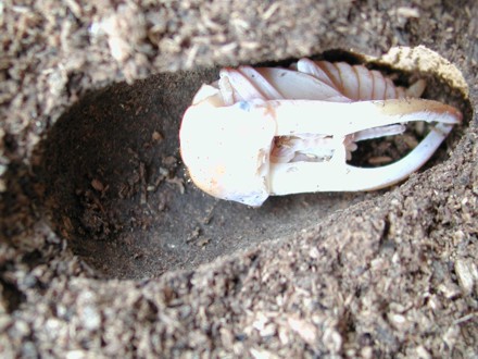 メタリフェルホソアカクワガタ