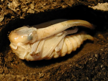 メタリフェルホソアカクワガタ