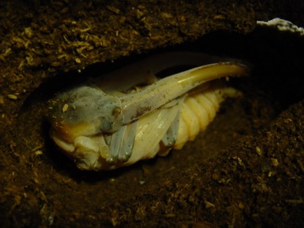 メタリフェルホソアカクワガタ