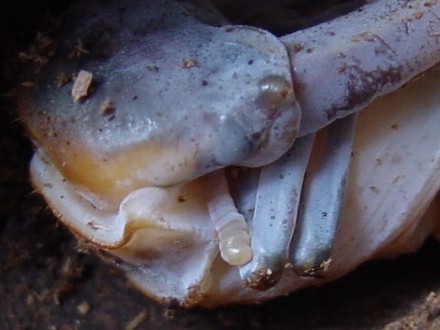 メタリフェルホソアカクワガタ