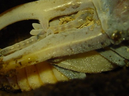 メタリフェルホソアカクワガタ