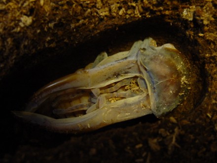 メタリフェルホソアカクワガタ