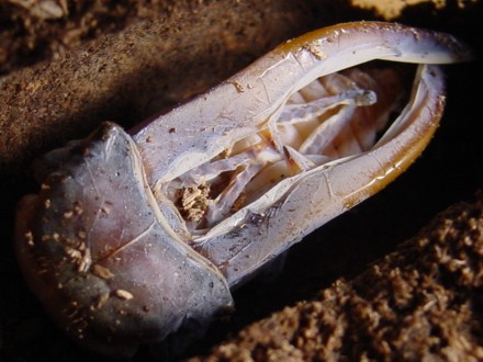 メタリフェルホソアカクワガタ