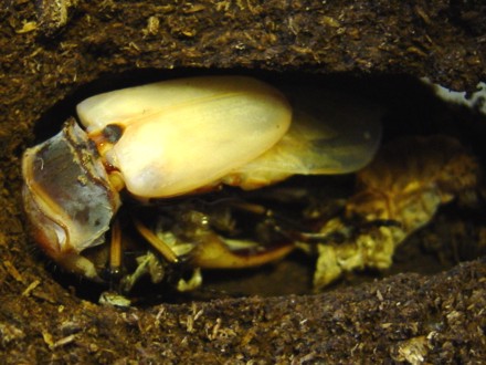 メタリフェルホソアカクワガタ