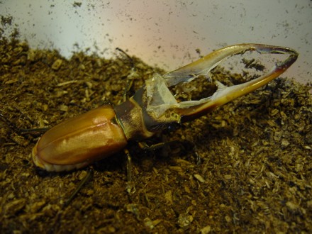 メタリフェルホソアカクワガタ