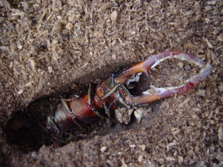 メタリフェルホソアカクワガタ