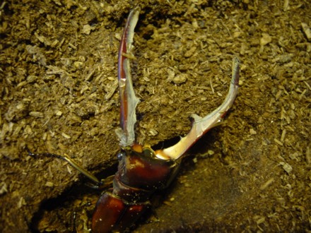 メタリフェルホソアカクワガタ