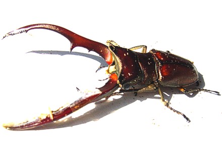 メタリフェルホソアカクワガタ