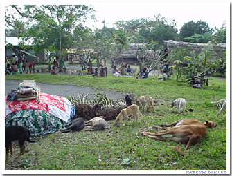 �����̋�