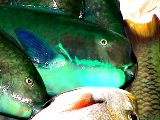 �C���u�`��