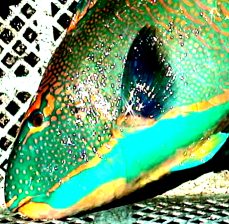 ������C���u�`��