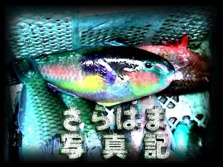 �u����͂܎ʐ^�L�v�N���b�N�Ői��